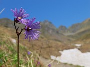 Laghi di Ponteranica dai Piani dell’Avaro con splendide fioriture – 9 giugno 25 - FOTOGALLERY
